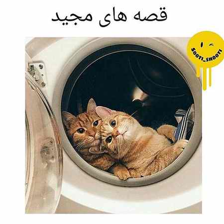 ماجرای مجید و گربه چیست؟ (عکس+فیلم) (4)