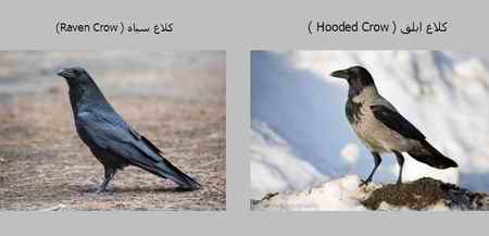 عمر کلاغ چند سال است (2)