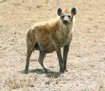 قویترین آرواره متعلق به کدام حیوان است