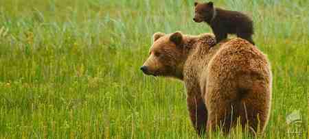 قویترین آرواره متعلق به کدام حیوان است