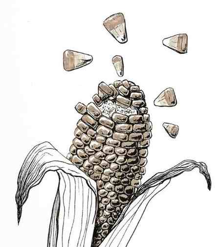 طبع ذرت گرم است یا سرد؟ (1)