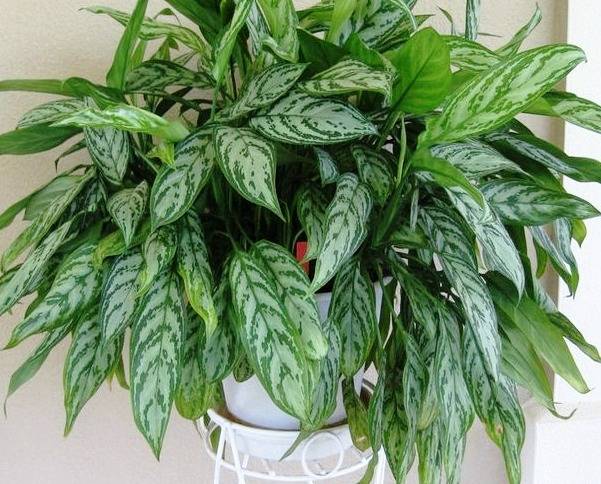  chinese evergreen