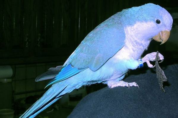 باهوش ترین پرنده سخنگو