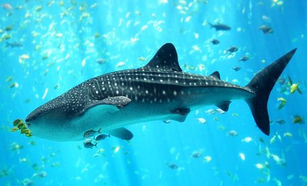 بزرگترین ماهی جهان