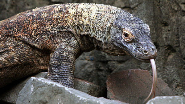 خطرناک ترین حیوانات