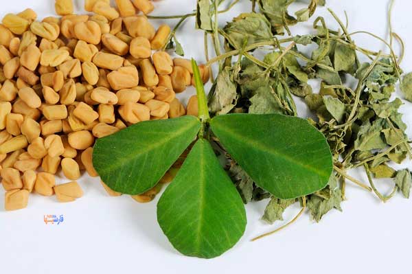 خاصیت دانه های شنبلیله