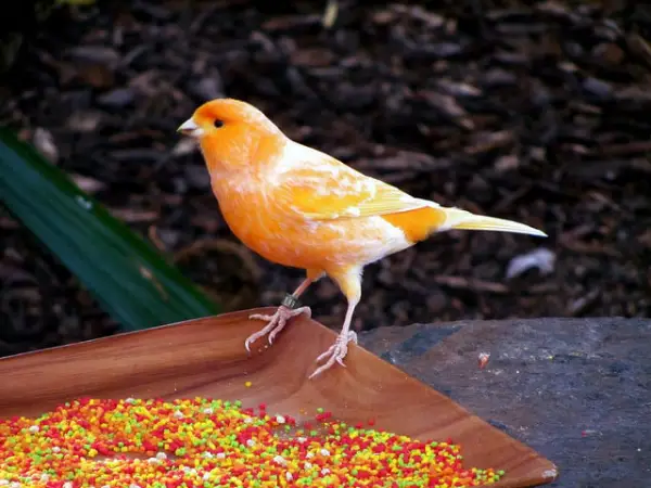 قناری ها چی می خورند؟